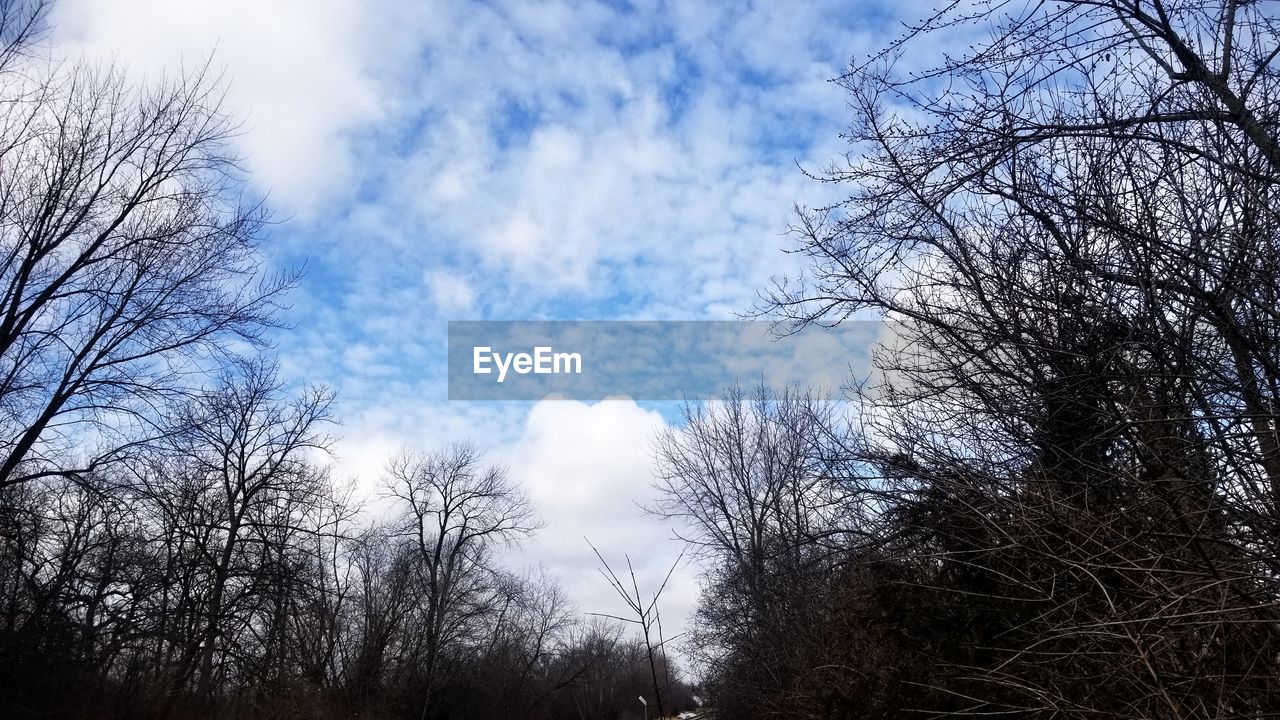 LOW ANGLE VIEW OF TREES AGAINST BLUE SKY