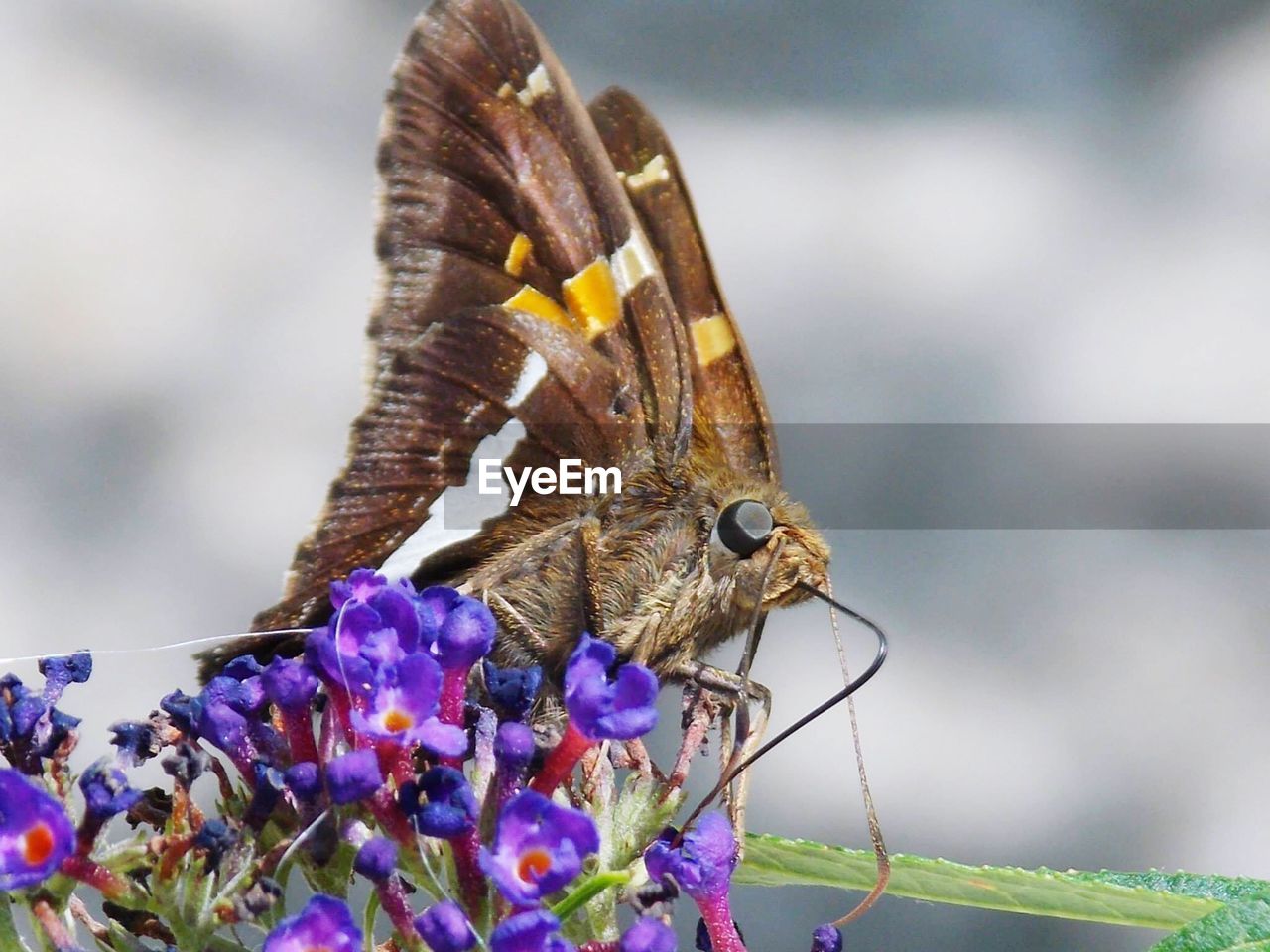 Close-up of moth pollinating on plant