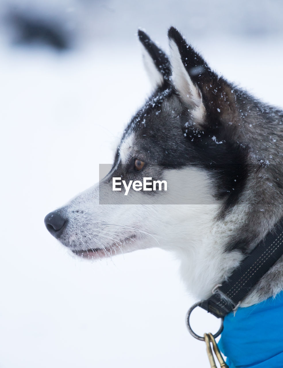 CLOSE-UP OF DOG LOOKING AT SNOW