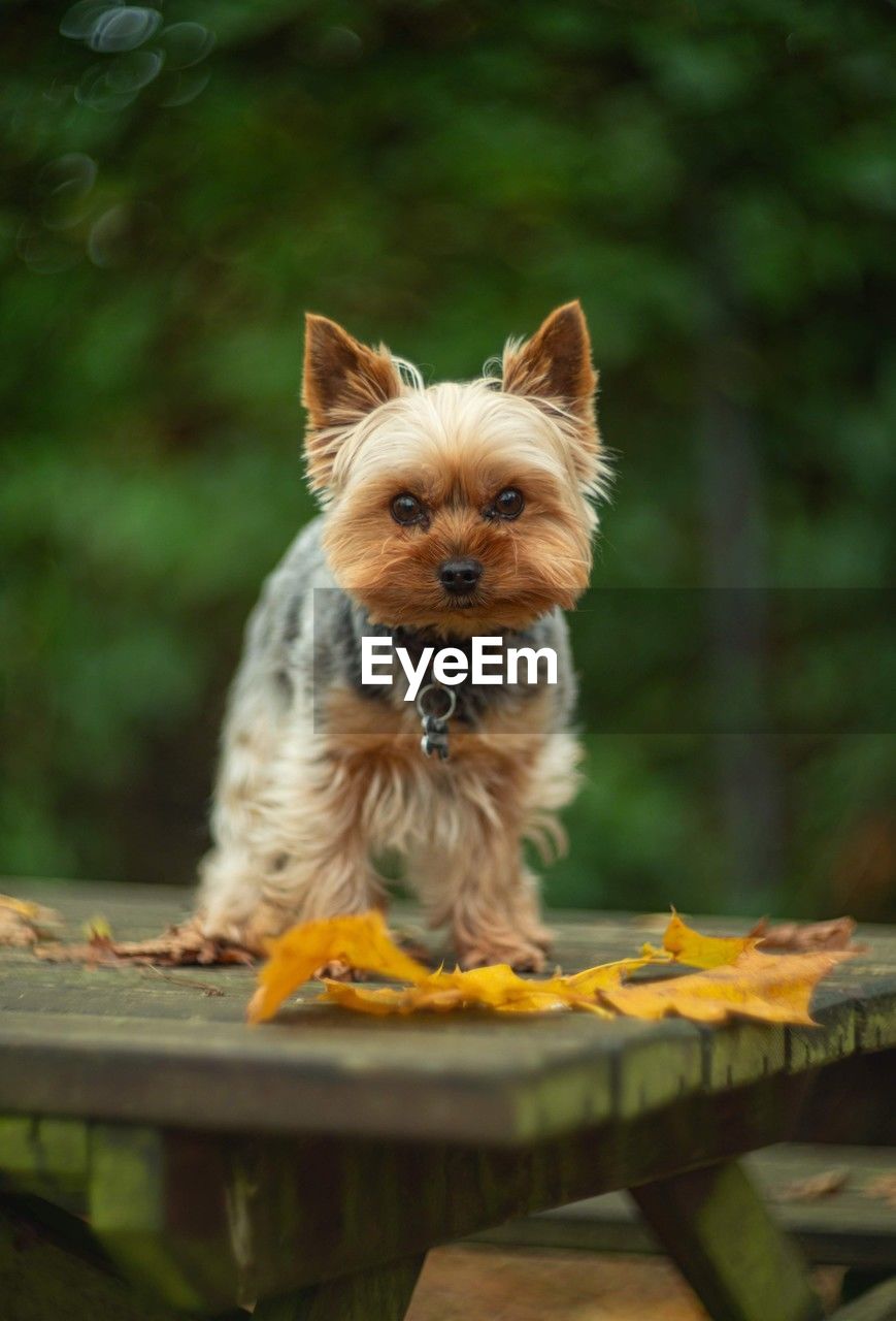 mammal, animal themes, pet, animal, one animal, domestic animals, dog, canine, lap dog, yorkshire terrier, australian terrier, norwich terrier, portrait, cute, terrier, carnivore, no people, young animal, nature, looking at camera, puppy, plant