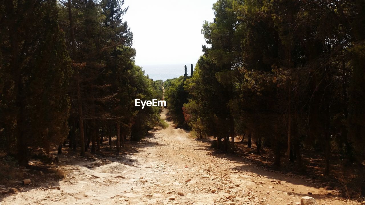 Dirt road amidst trees in forest against sky