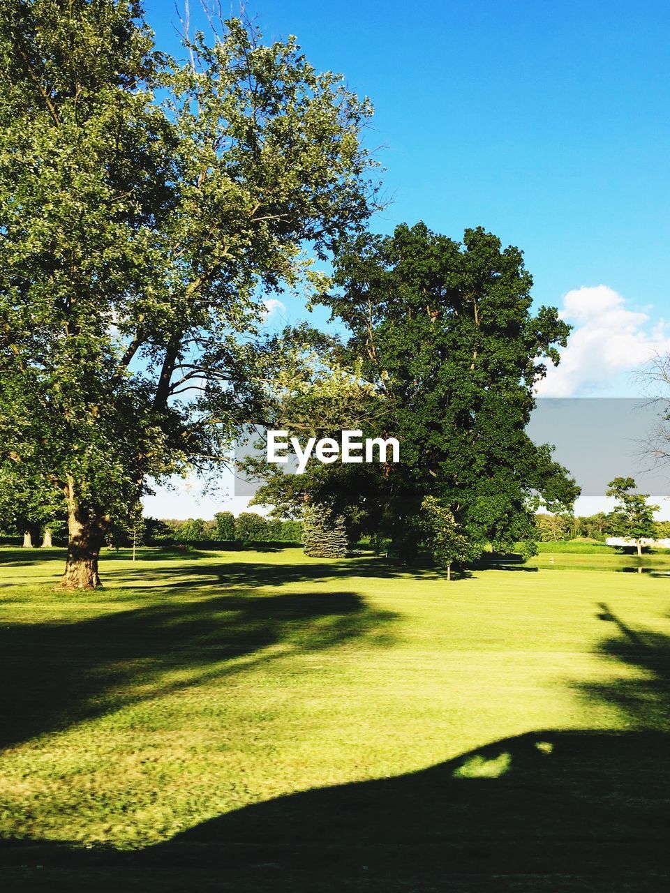 Trees on golf course against clear sky