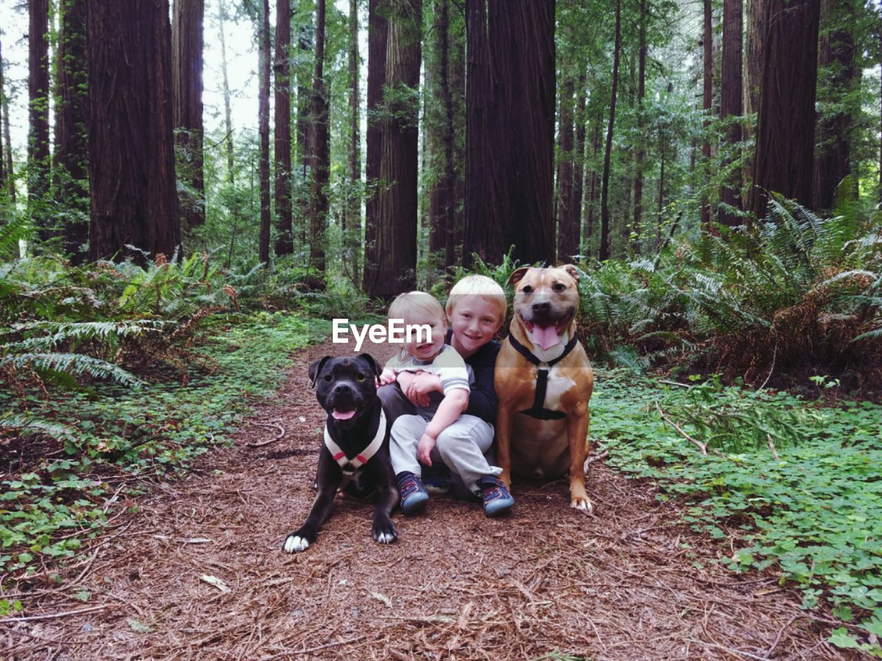 Portrait of brothers with dogs sitting on field against trees in forest