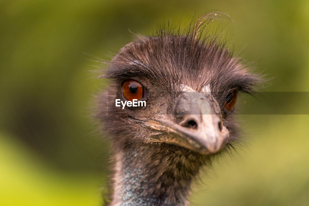 Emu portrait