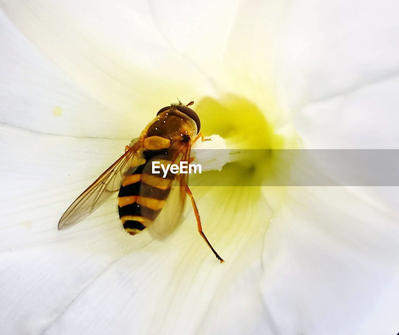 CLOSE-UP OF BEE POLLINATING ON FLOWER