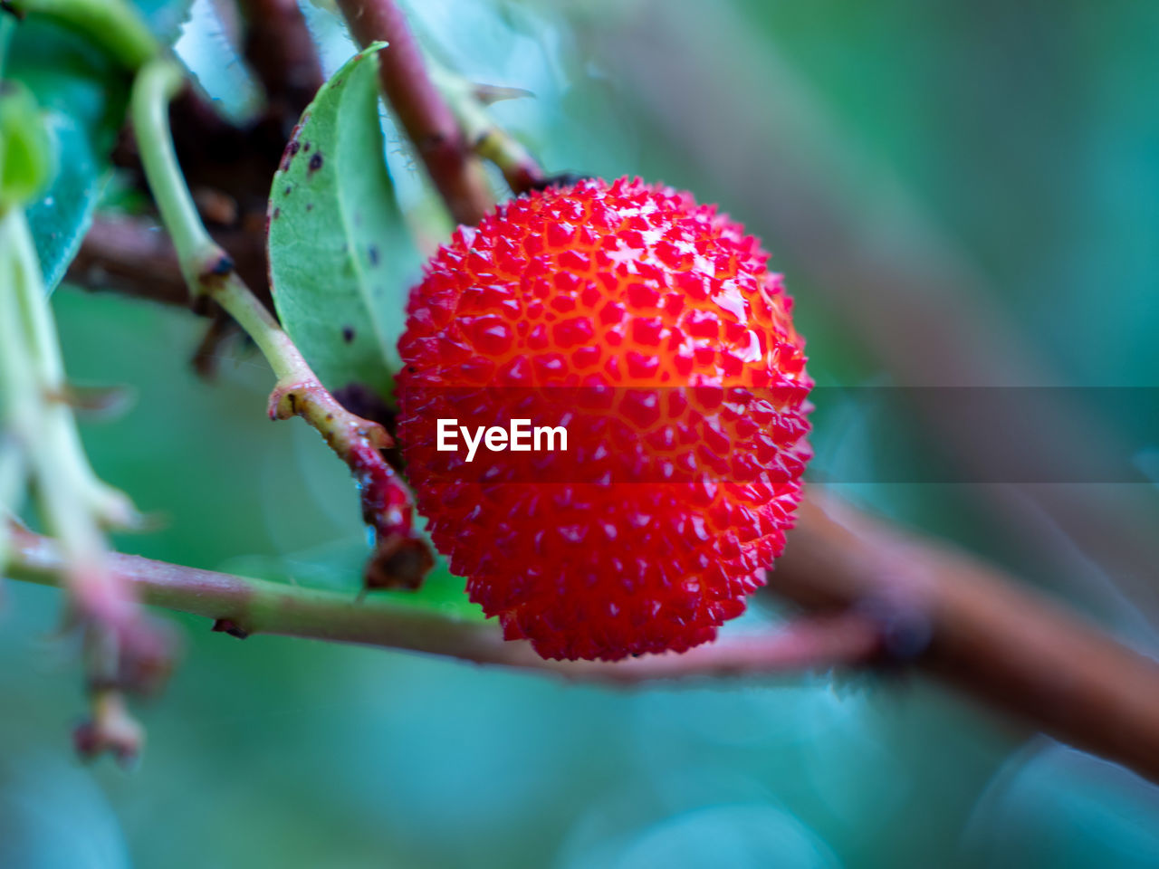 fruit, food, healthy eating, food and drink, plant, freshness, berry, red, close-up, growth, nature, tree, produce, wellbeing, flower, strawberry tree, leaf, plant part, ripe, macro photography, branch, no people, day, selective focus, outdoors, agriculture, strawberry, focus on foreground, juicy, beauty in nature