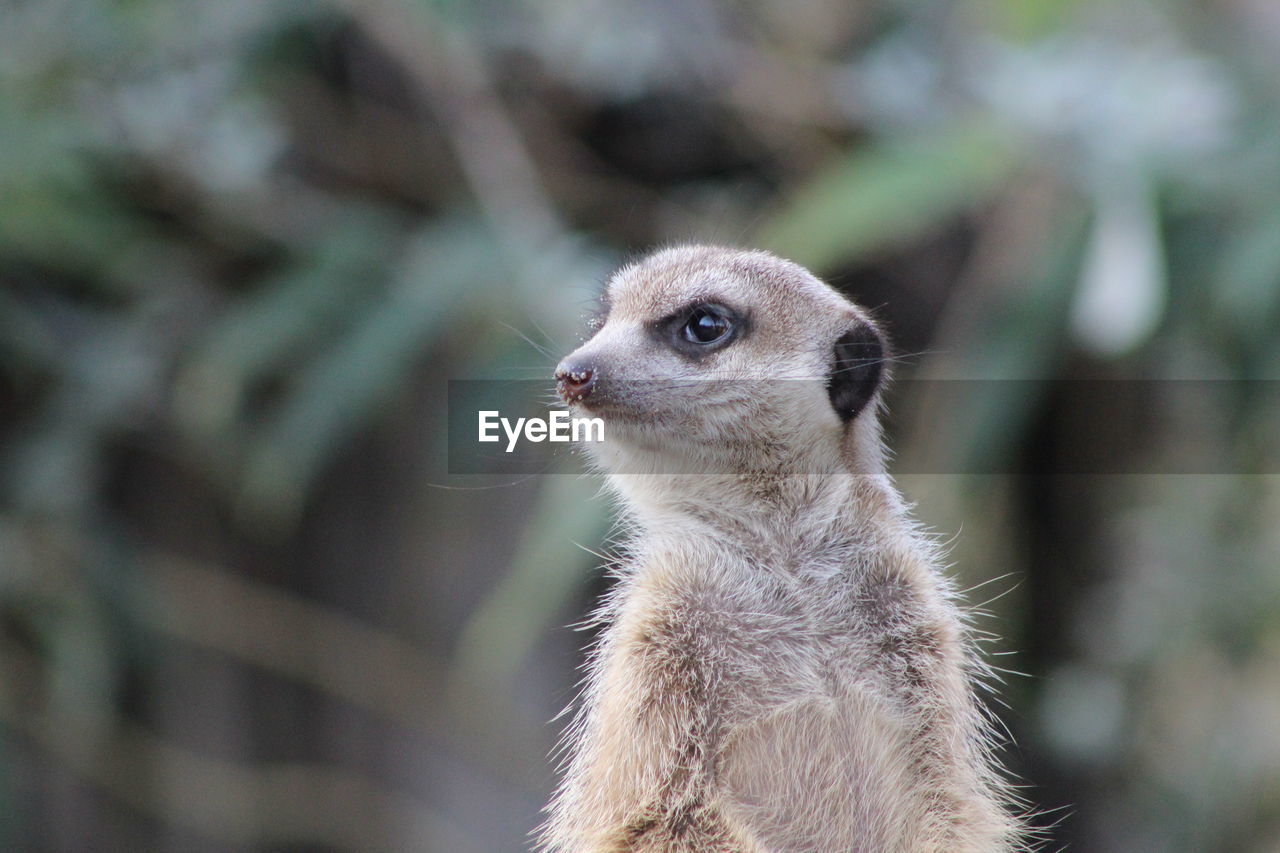 Close-up of an animal looking away