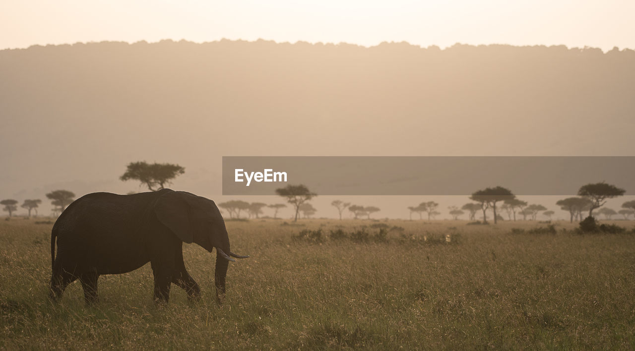 Side view of elephant walking on grassy field