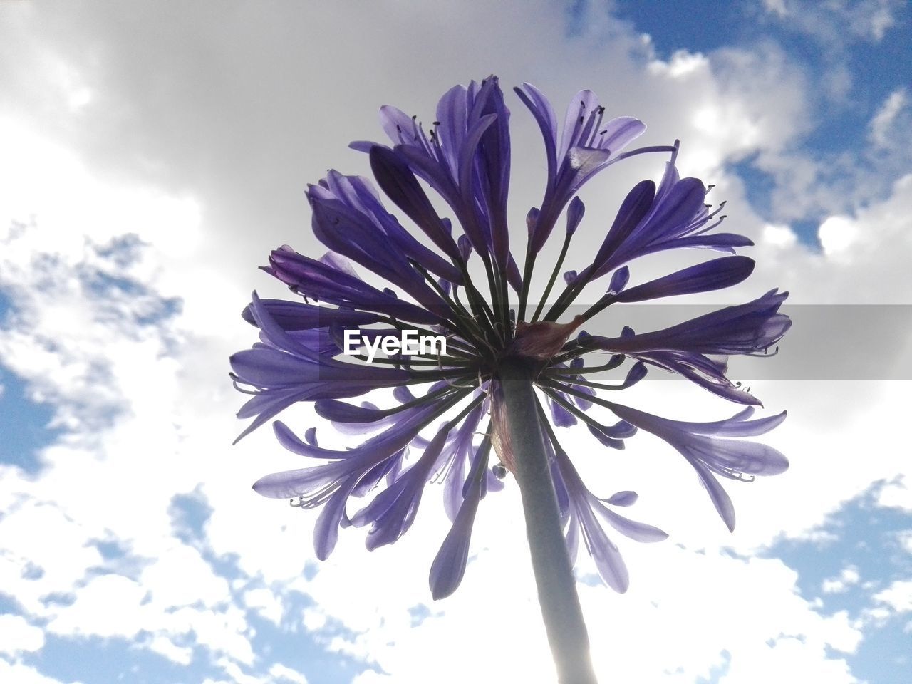 LOW ANGLE VIEW OF PURPLE FLOWERING PLANTS AGAINST SKY