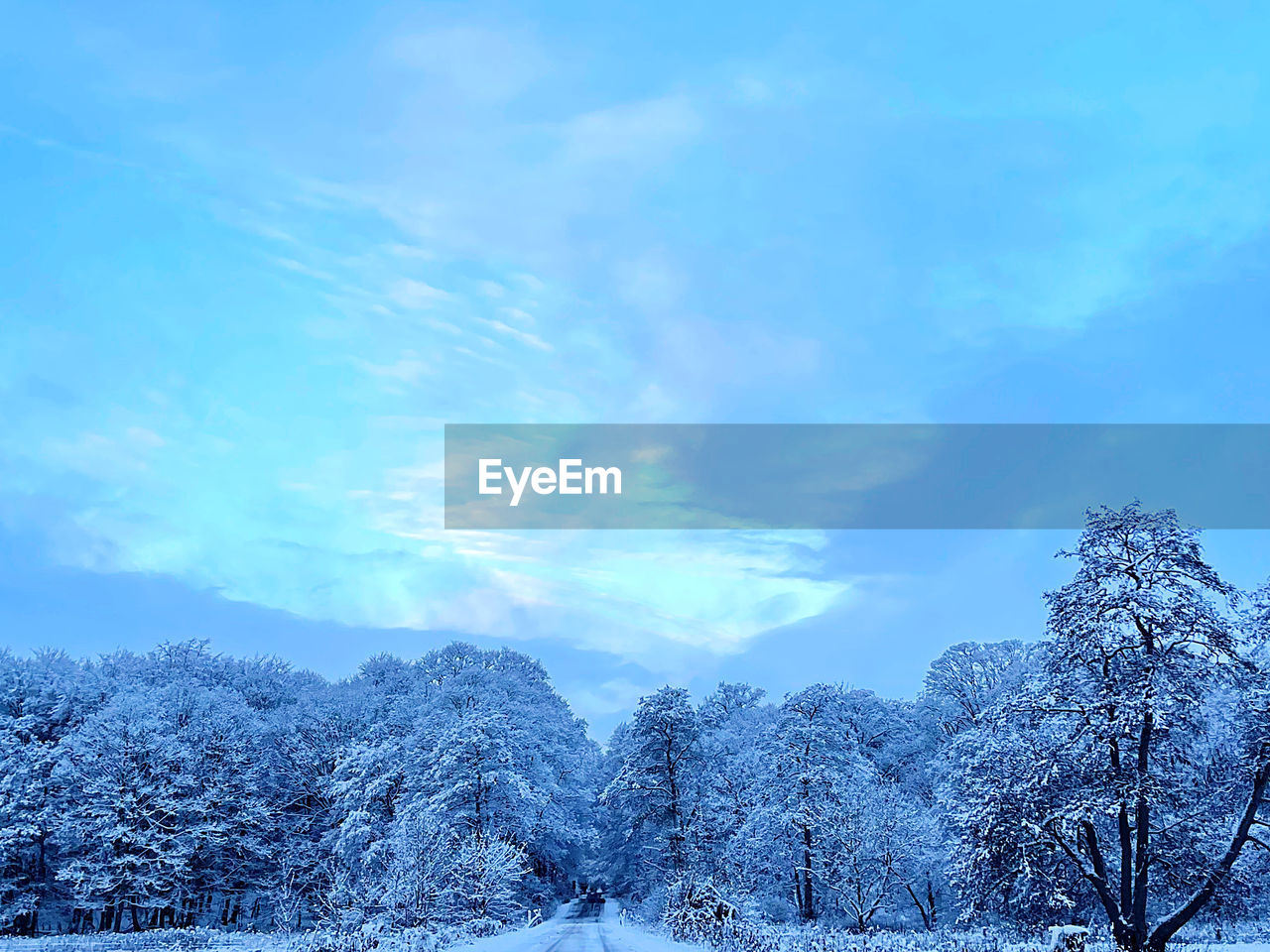 snow, winter, tree, cold temperature, sky, plant, scenics - nature, beauty in nature, environment, landscape, cloud, nature, blue, tranquil scene, tranquility, land, forest, white, frozen, no people, non-urban scene, coniferous tree, mountain, pine tree, pinaceae, woodland, idyllic, pine woodland, outdoors, day, rural scene, remote, copy space, mountain range, travel destinations