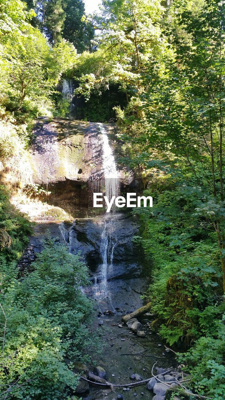 WATER FLOWING IN FOREST