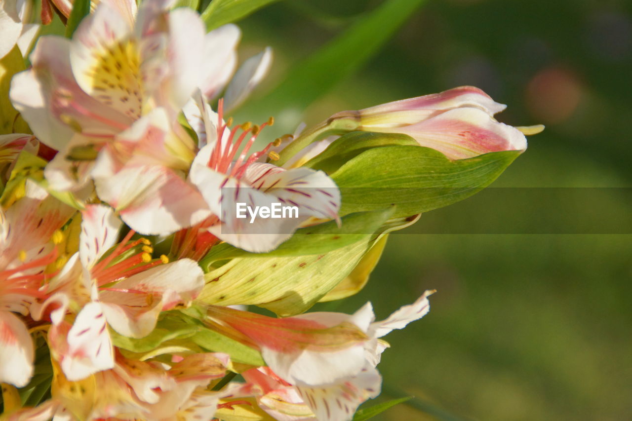 CLOSE-UP OF FRESH FLOWERS BLOOMING IN GARDEN