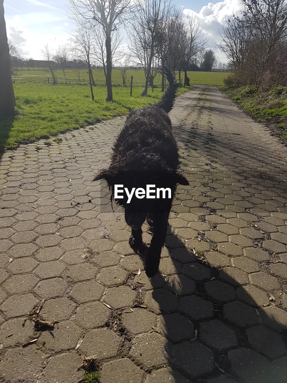 Black dog walking on paved footpath at park