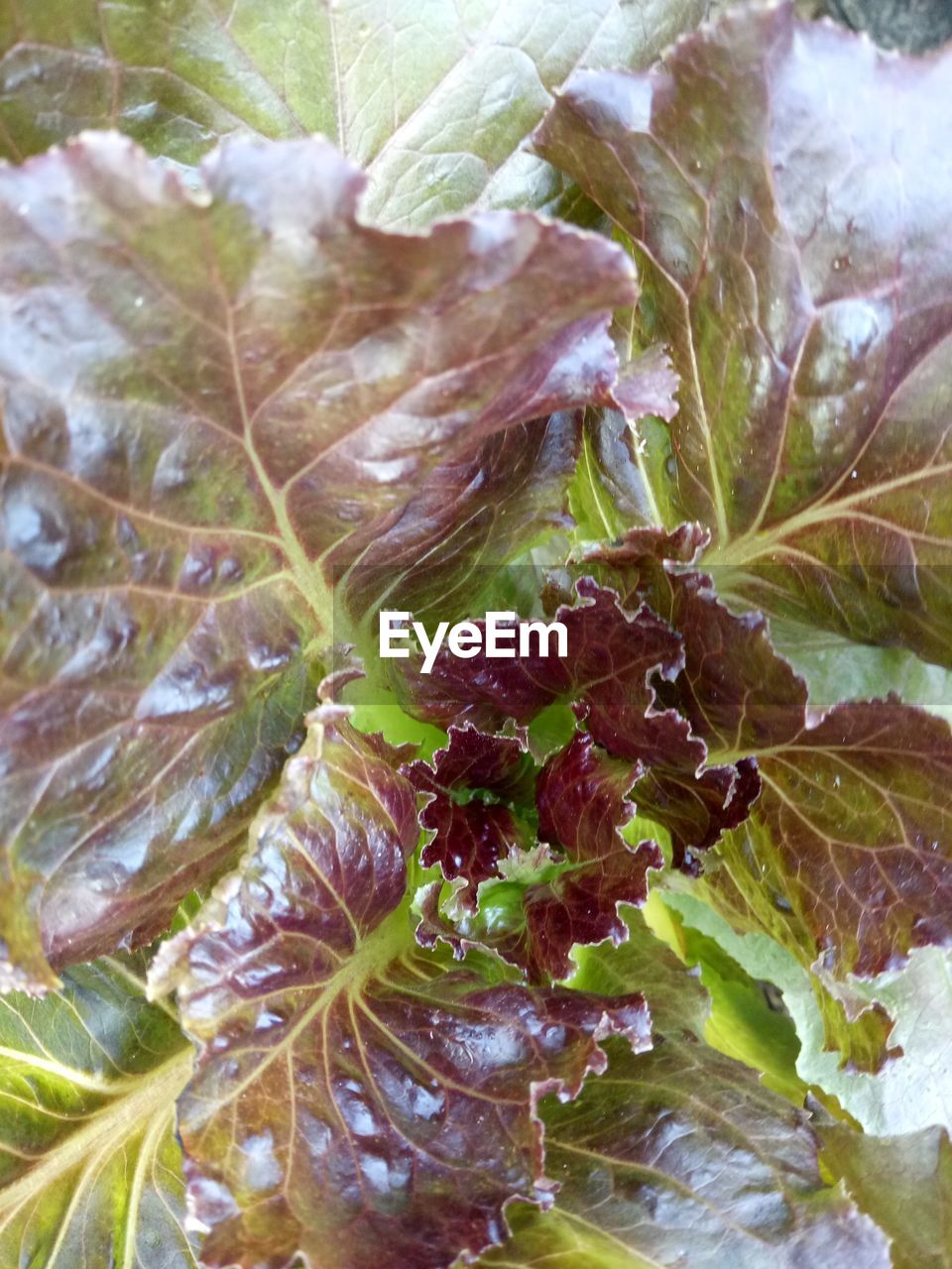 CLOSE-UP OF FRESH PLANTS