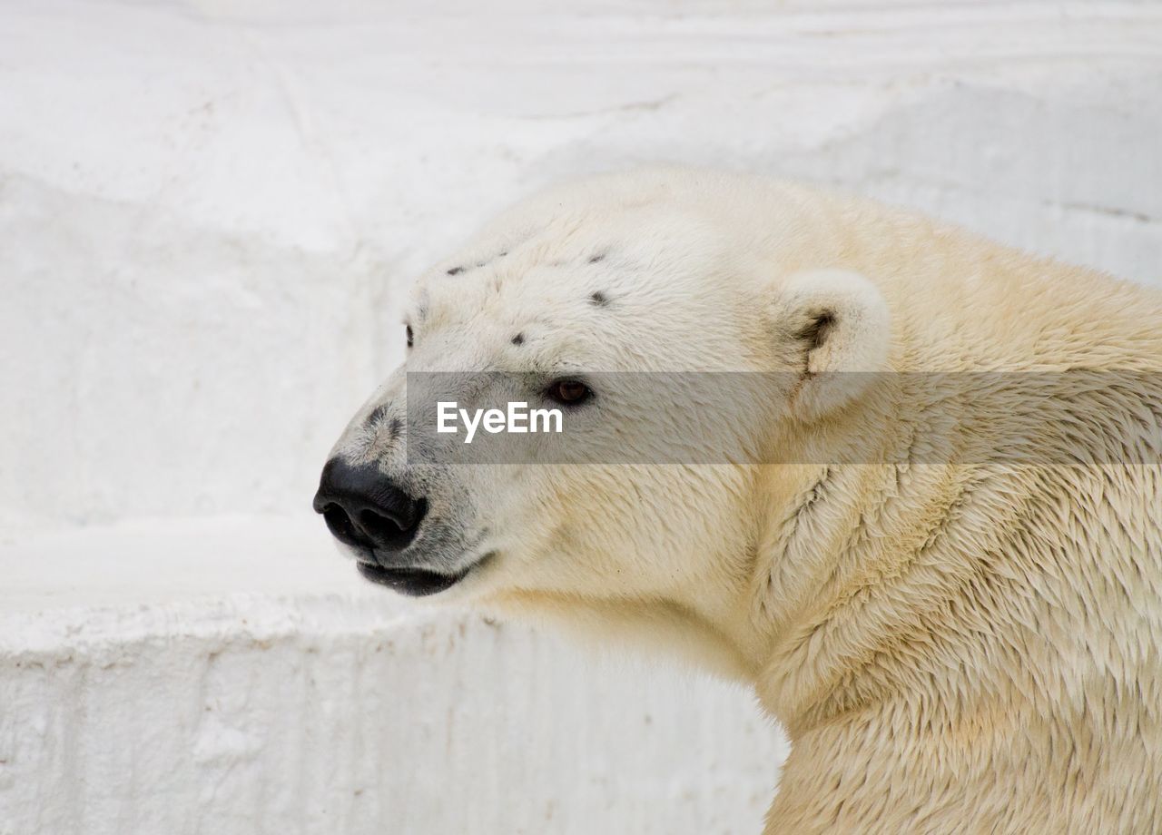 polar bear, animal, animal themes, animal wildlife, wildlife, one animal, bear, mammal, cold temperature, snow, winter, nature, no people, white, ice, outdoors, water, animal body part, sea, day, portrait, close-up, carnivore, environment