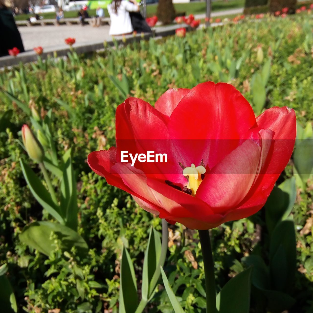 CLOSE-UP OF RED FLOWER