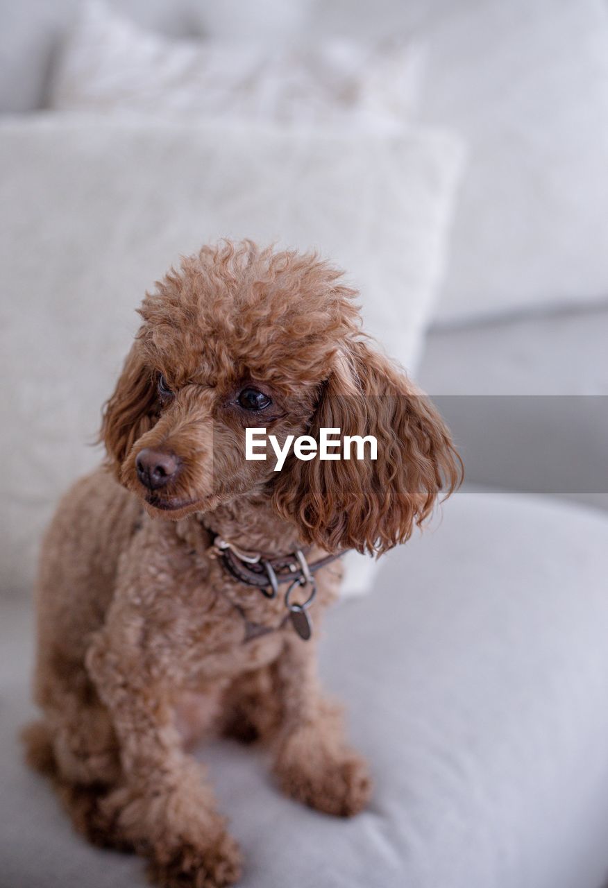 Portrait of dog sitting on sofa