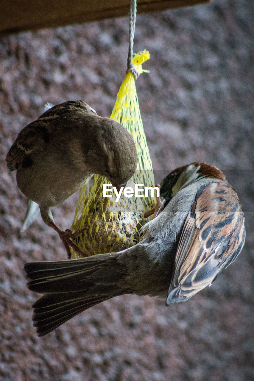 Sparrows perching on bird feeder