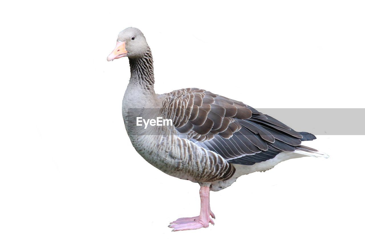 Close-up of goose against white background