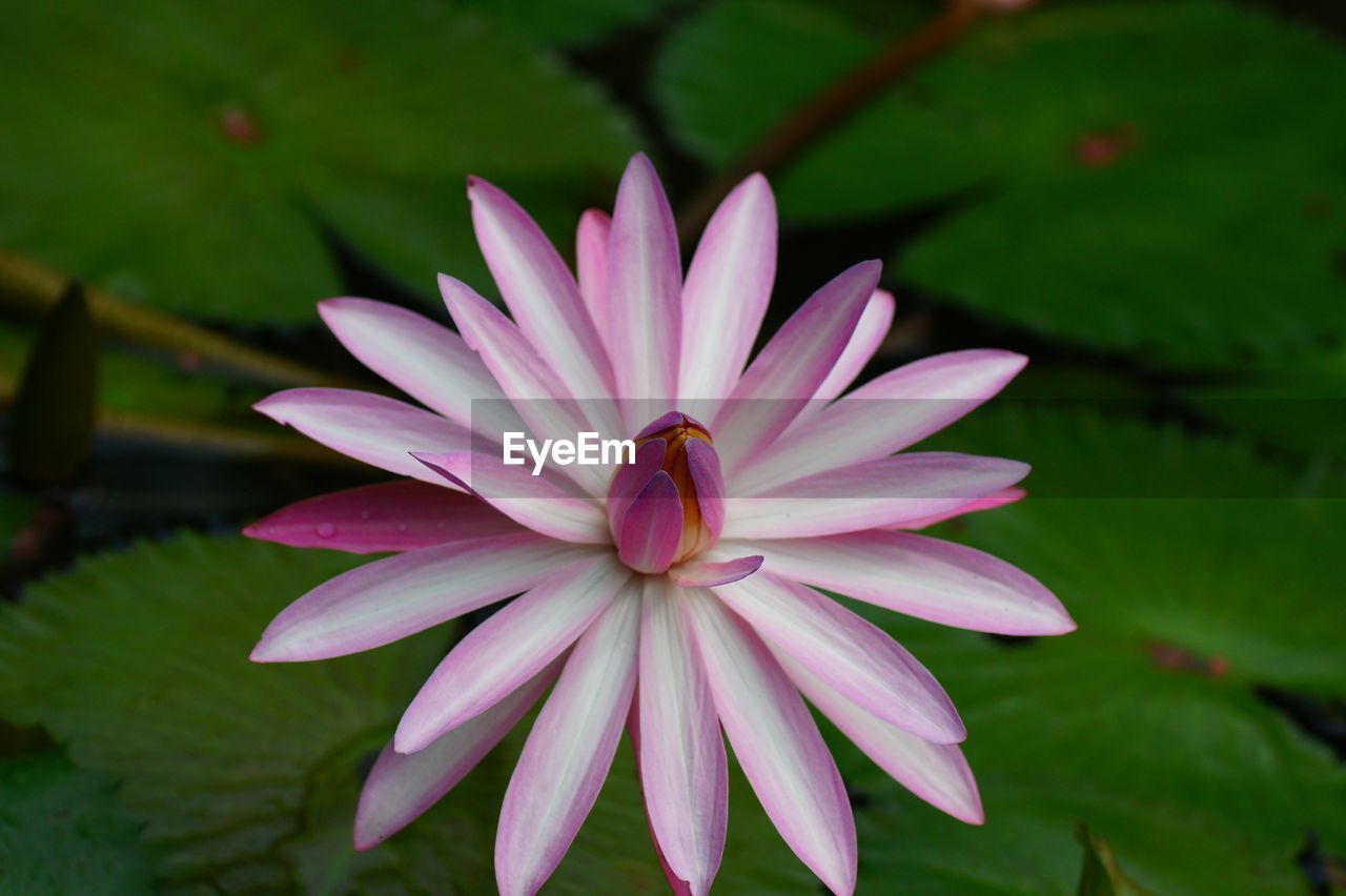 CLOSE-UP OF PINK FLOWER AND PURPLE LEAF