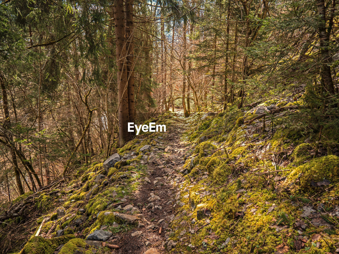 Trees growing in forest