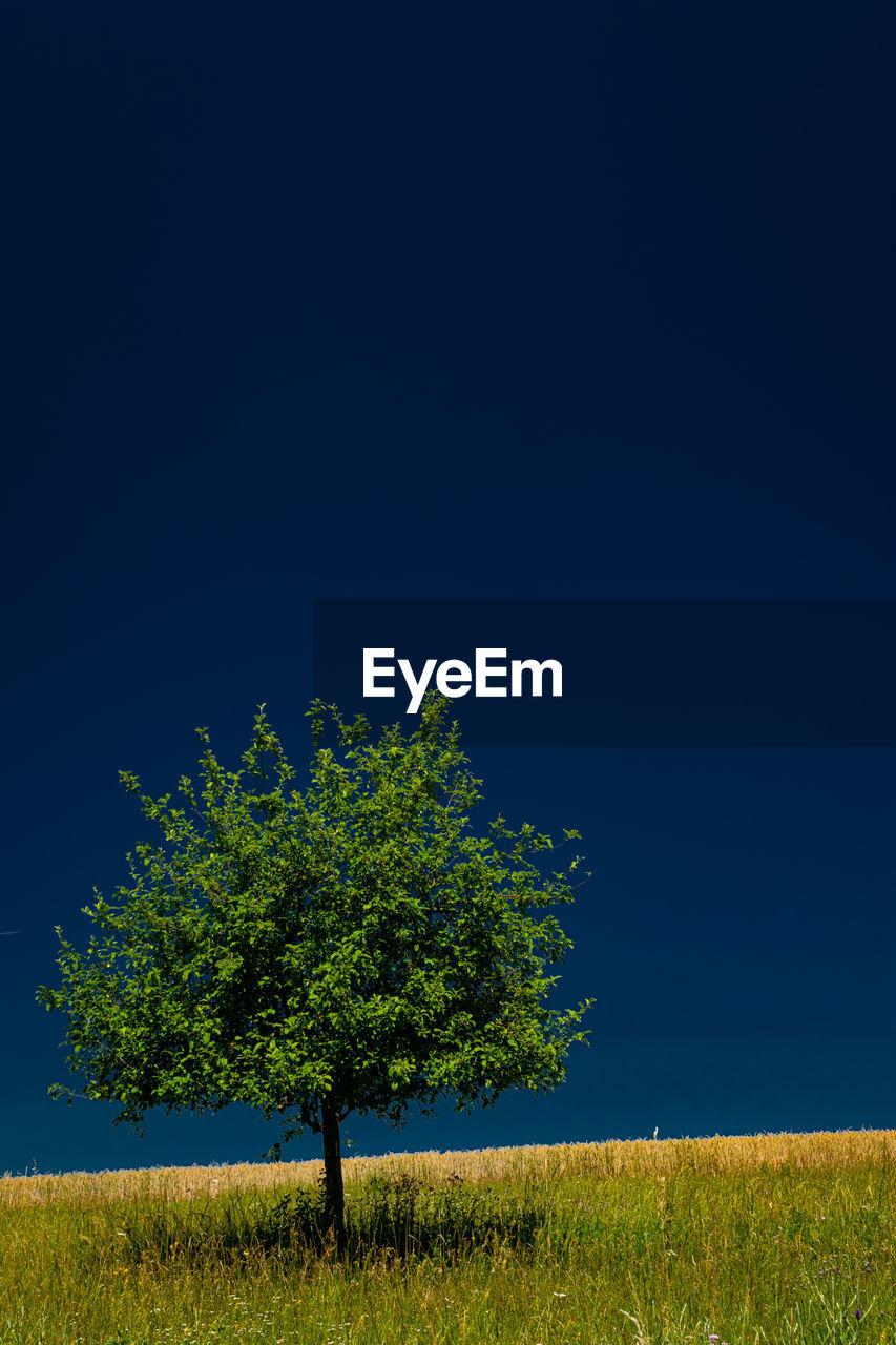 TREES ON FIELD AGAINST CLEAR SKY