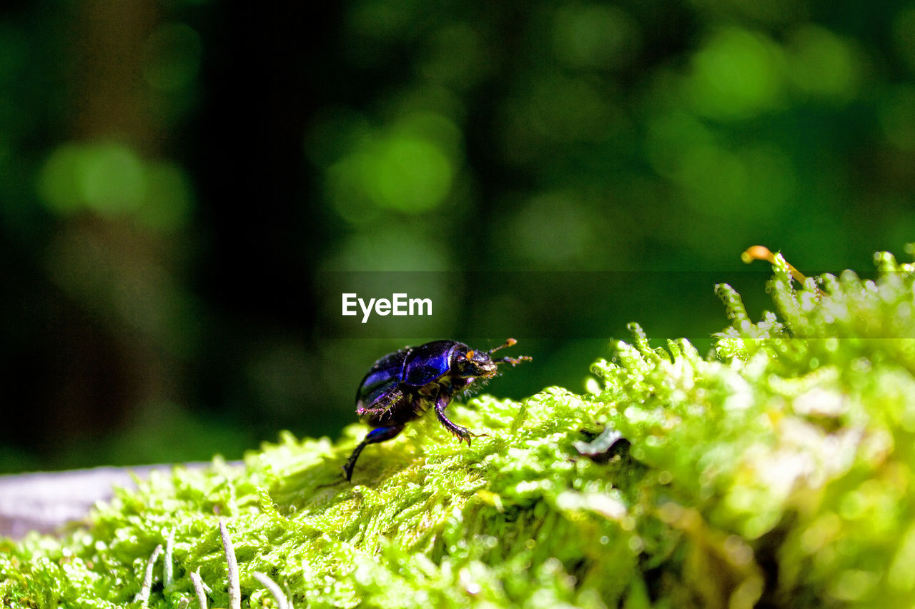 CLOSE-UP OF INSECT ON PLANT