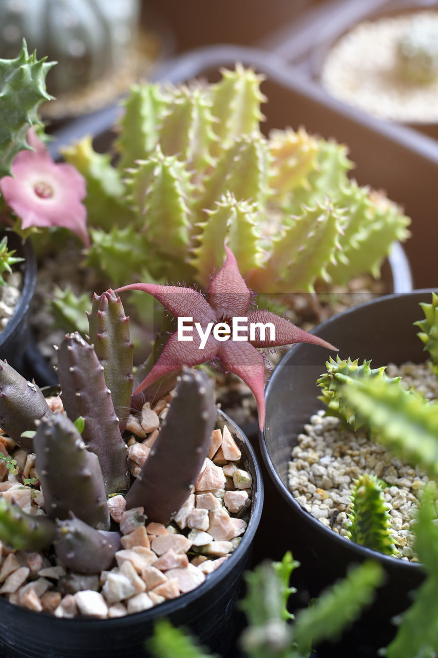 Huernia with red flower in cactus and succulent garden with warm light tone.