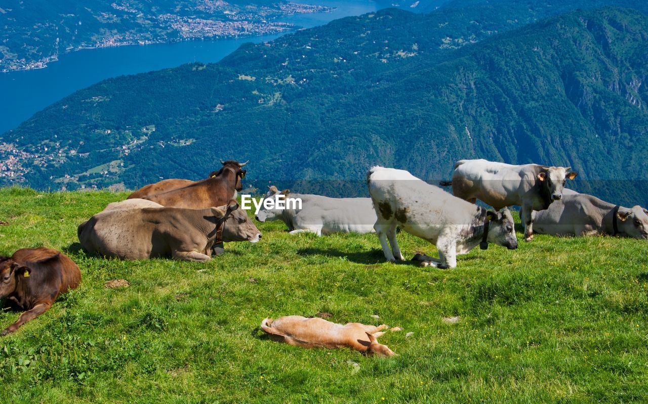 COWS ON GRASSY FIELD