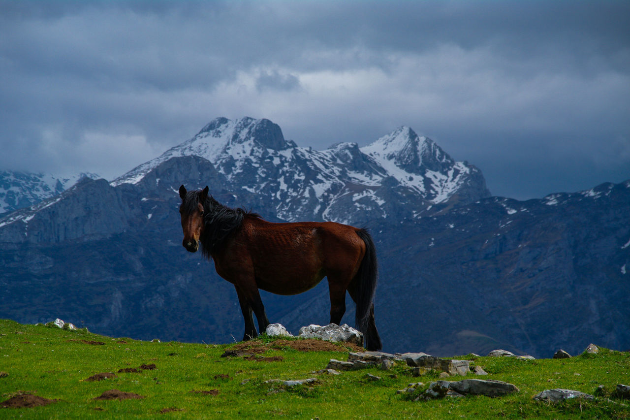 Horse on grass by snowcapped mountain against sky