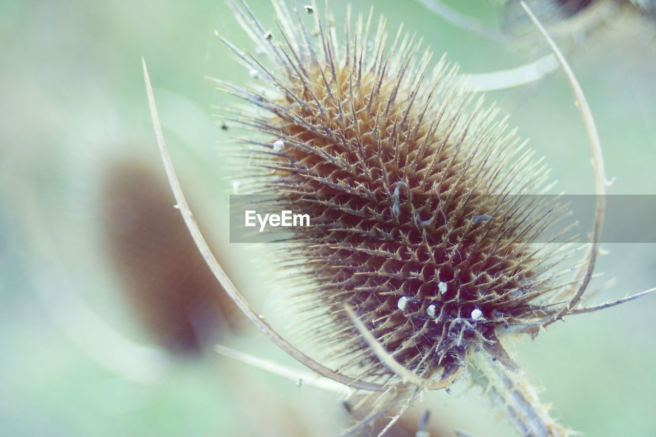 Close-up of thistle