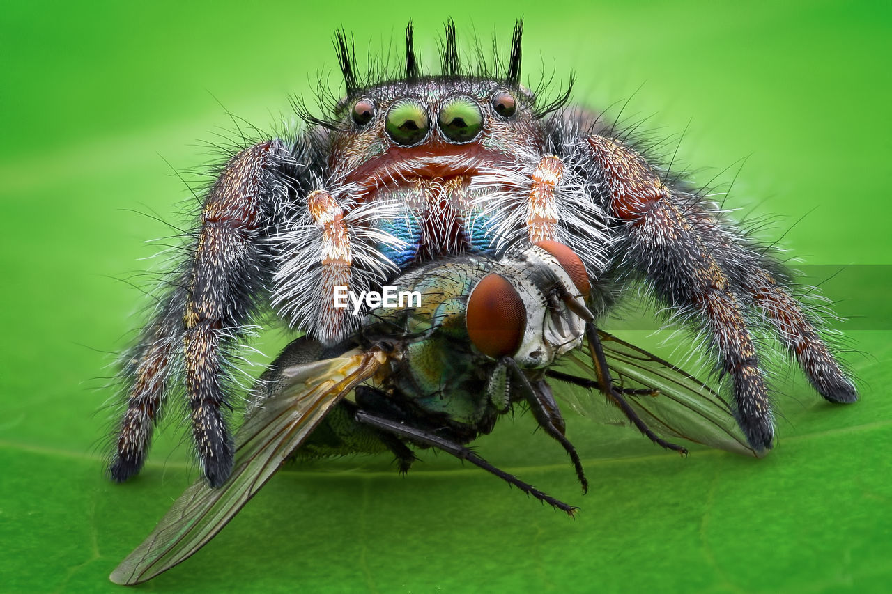 CLOSE-UP OF SPIDER ON GREEN LEAF