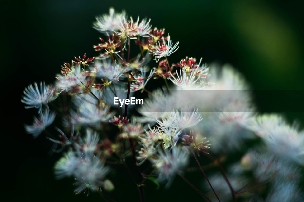 Close-up of flowers