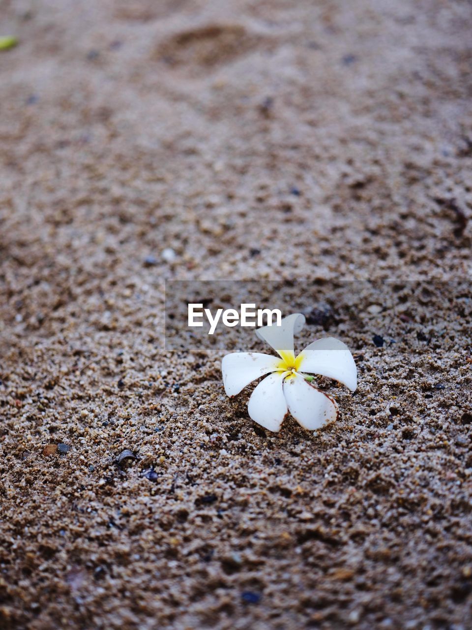 CLOSE-UP OF WHITE ROSE ON FIELD