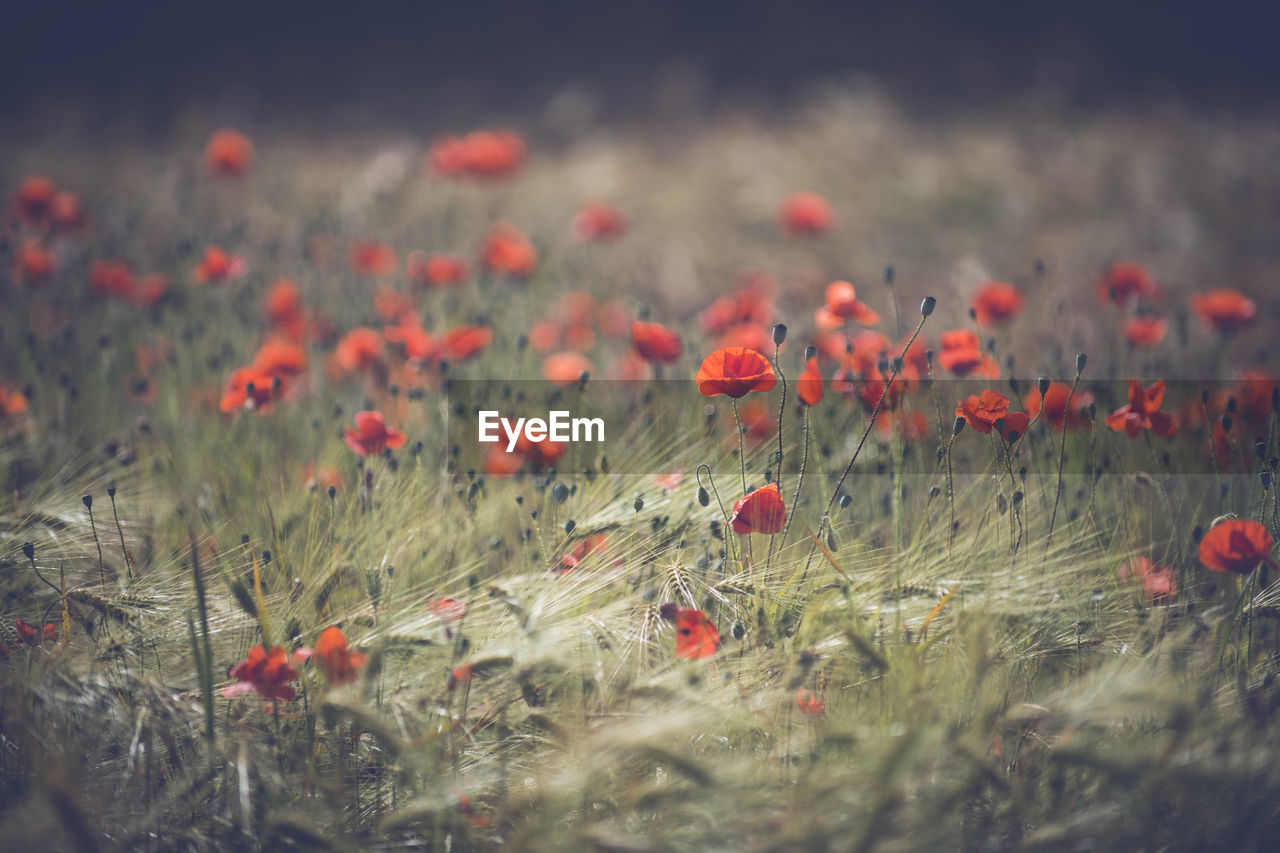 Flowers blooming on field