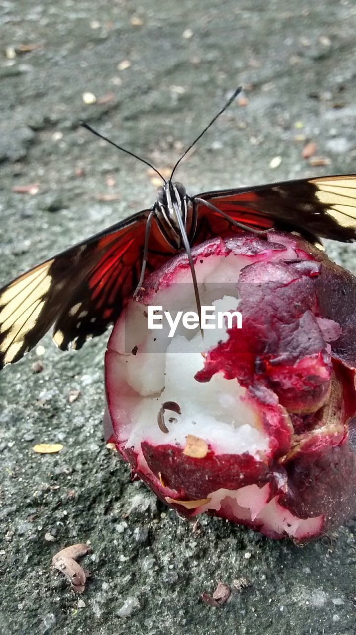 Butterfly feeding on broken fruit