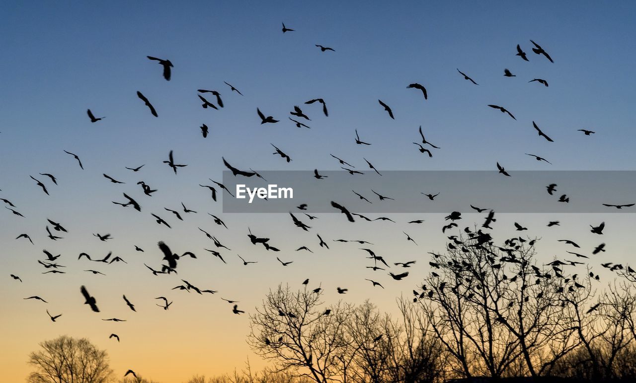 FLOCK OF BIRDS IN THE SKY