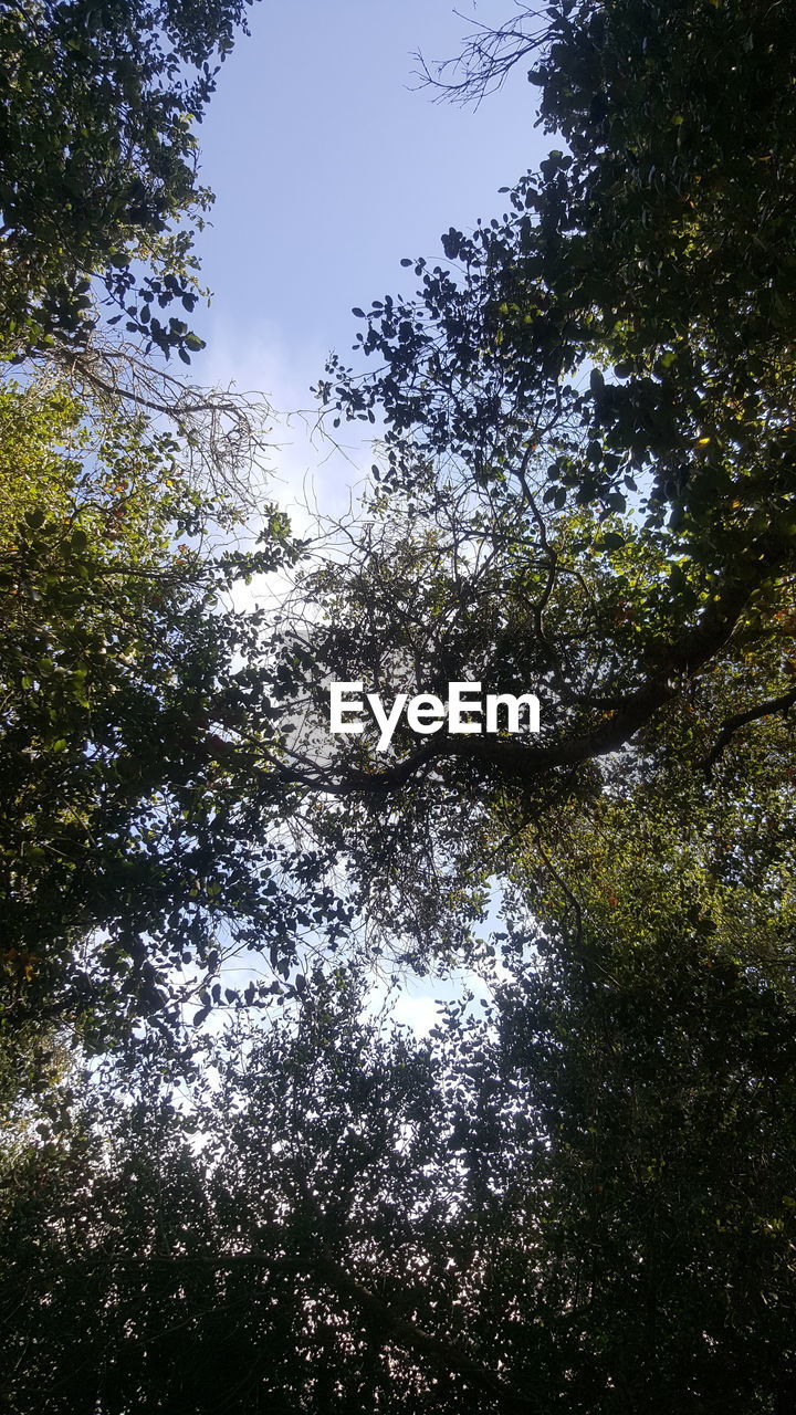 LOW ANGLE VIEW OF TREES AGAINST SKY IN FOREST