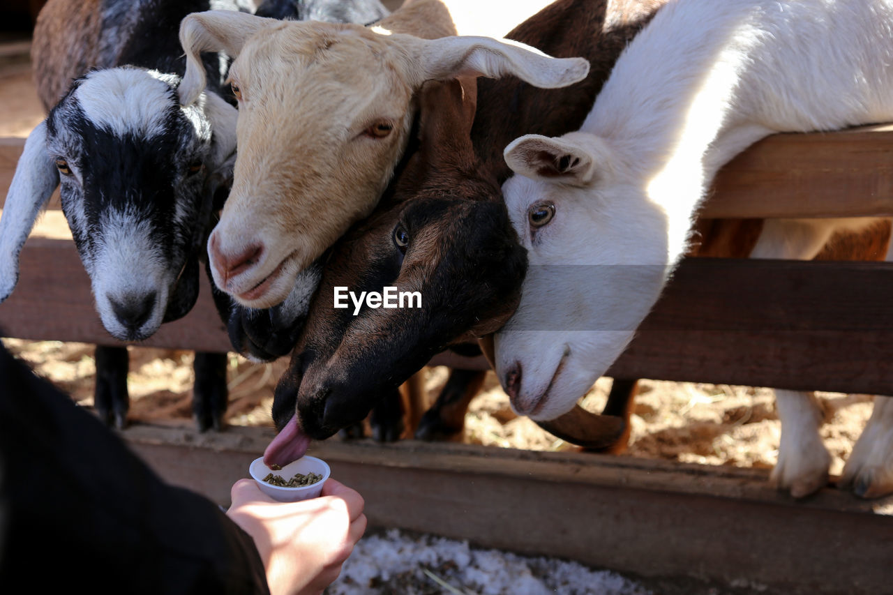 A person feeding a group of funny goats