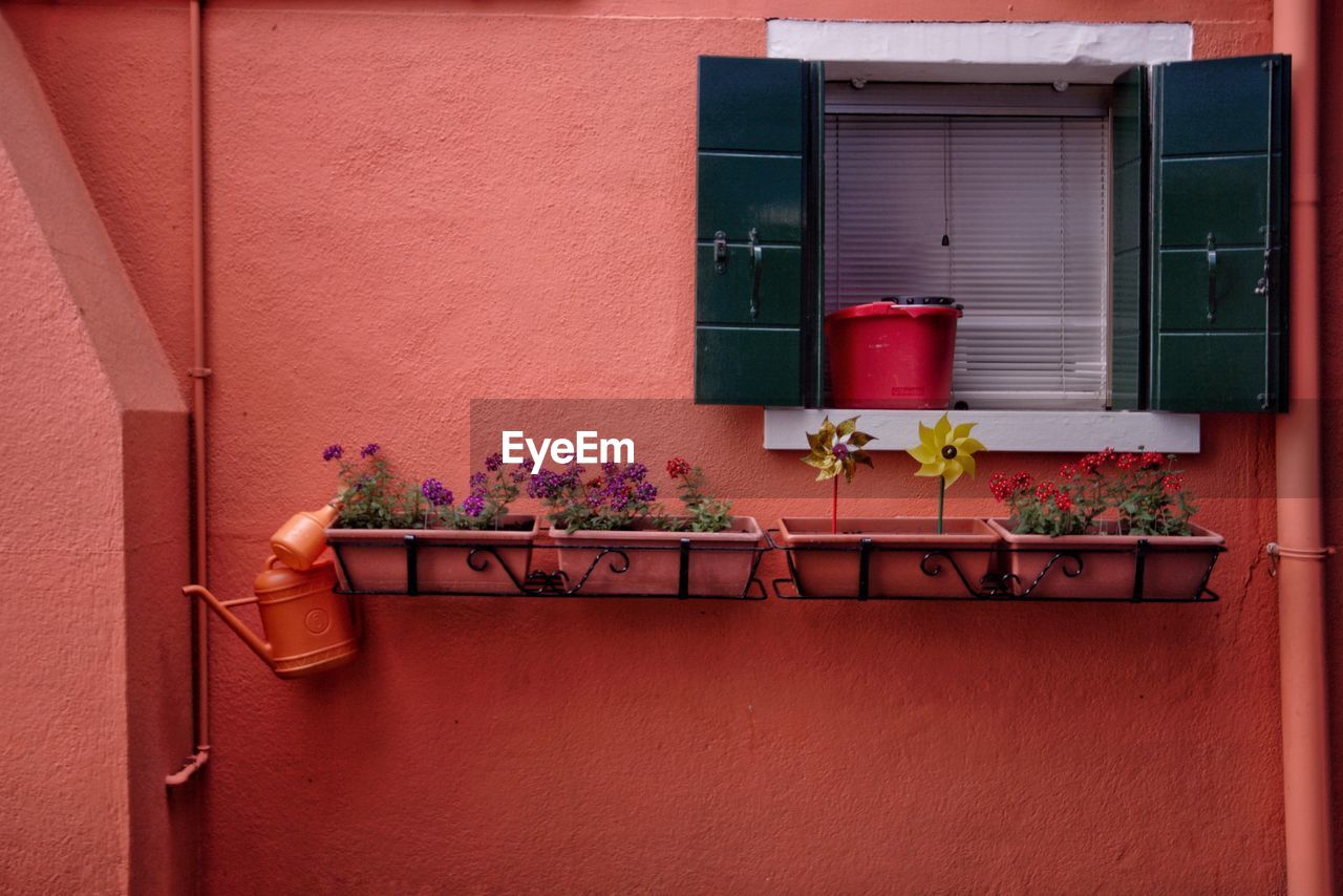 Potted plants on window sill