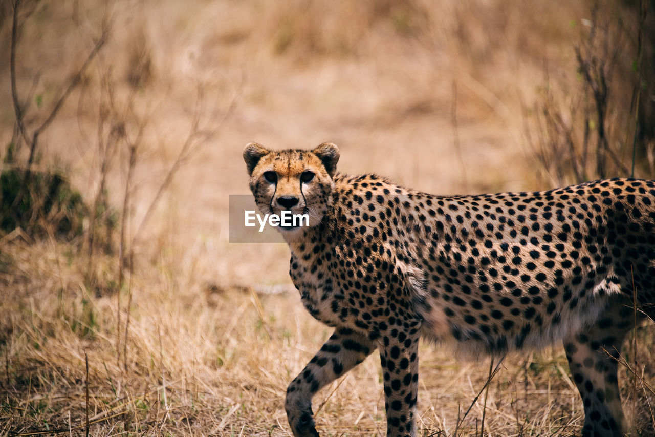 Portrait of cheetah on field