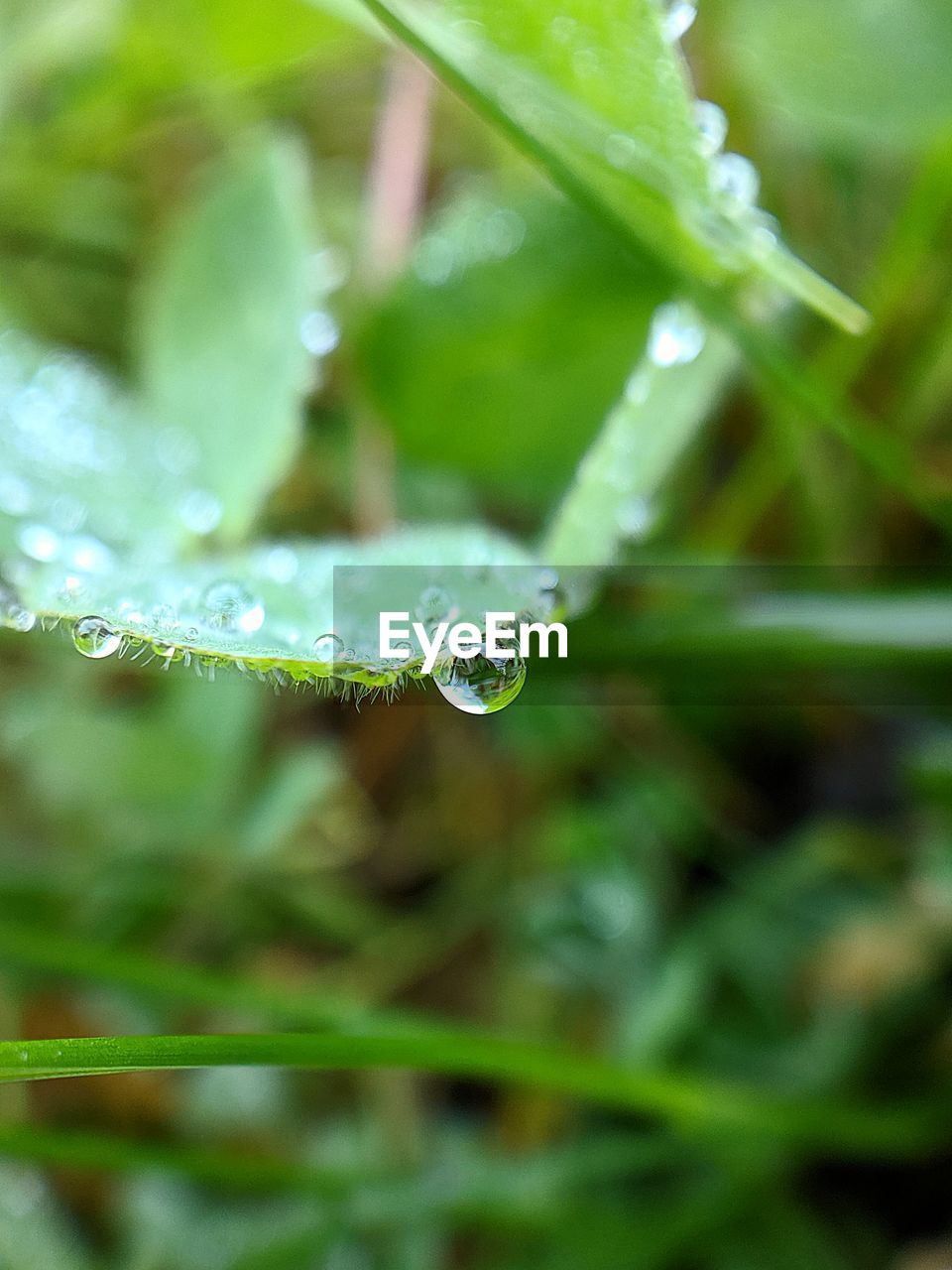 CLOSE-UP OF RAINDROPS ON LEAVES