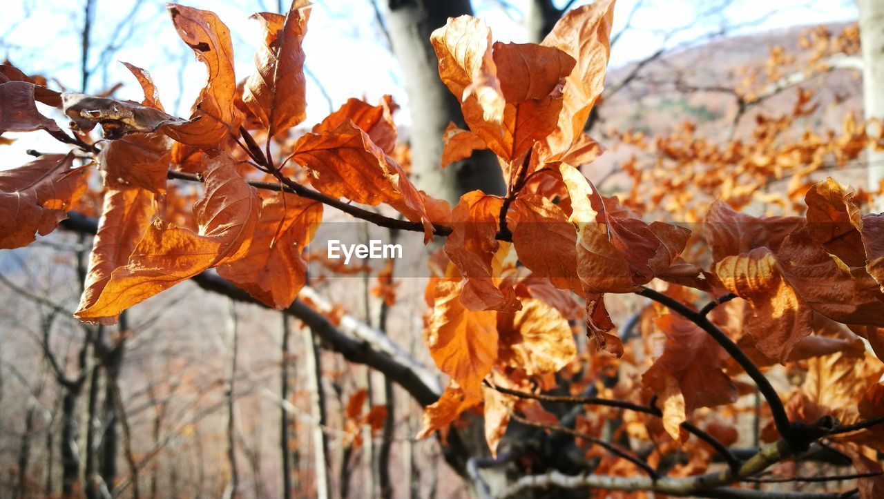 CLOSE-UP OF MAPLE LEAVES ON TREE