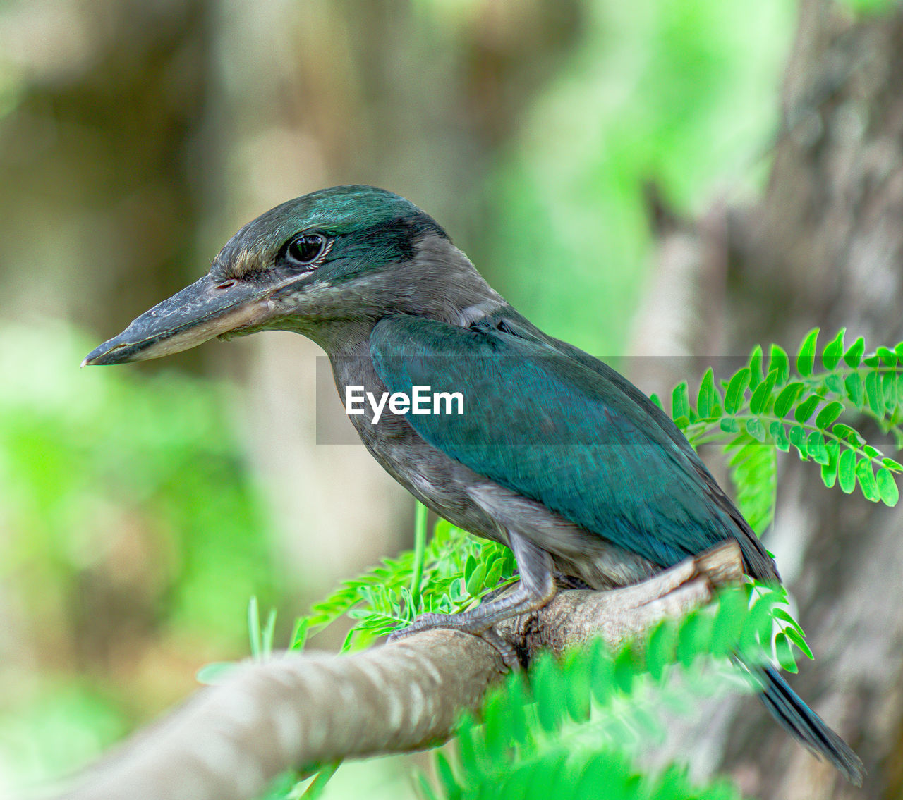 Close-up of bird