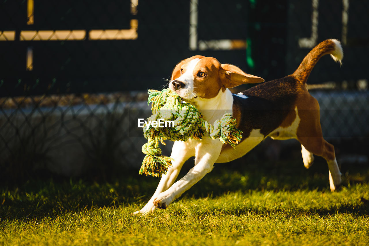 Beagle dog fun in garden outdoors run and jump with rope towards camera. active pet concept