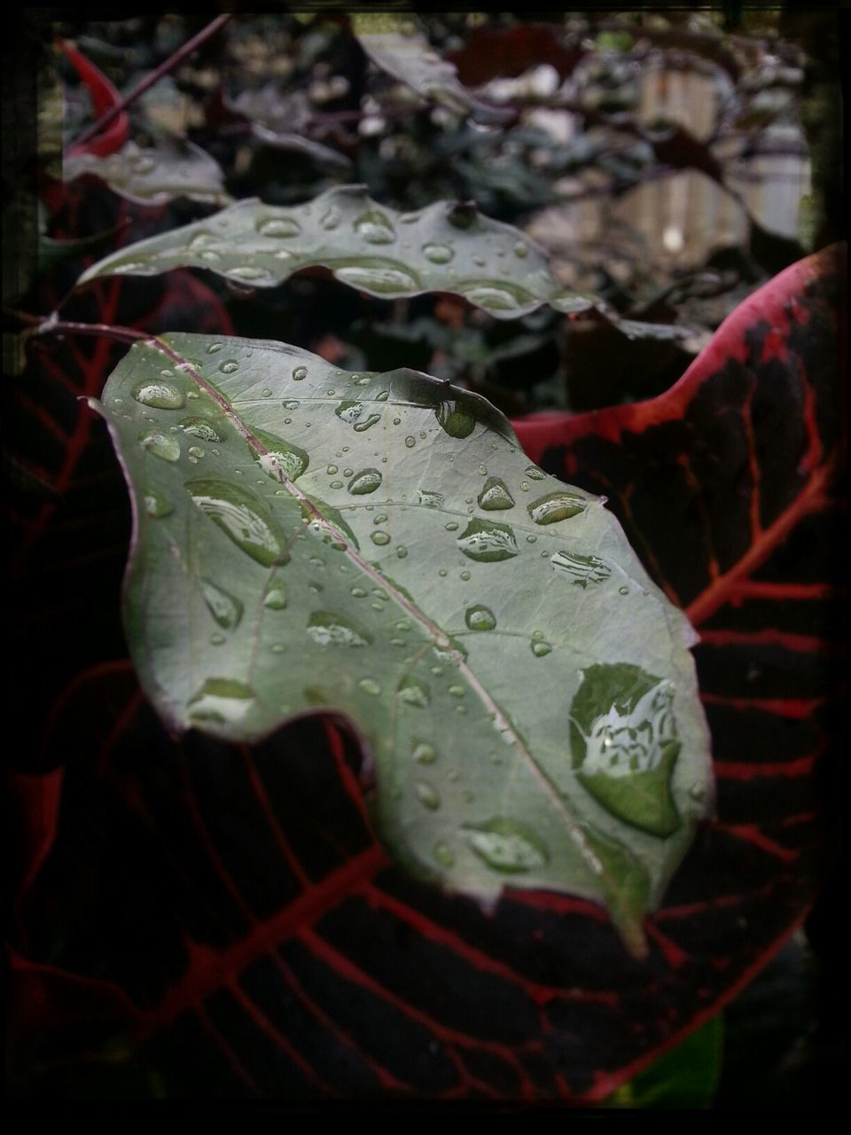 Close-up of wet leaves