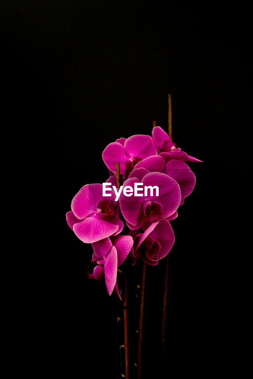 Close-up of pink flowers