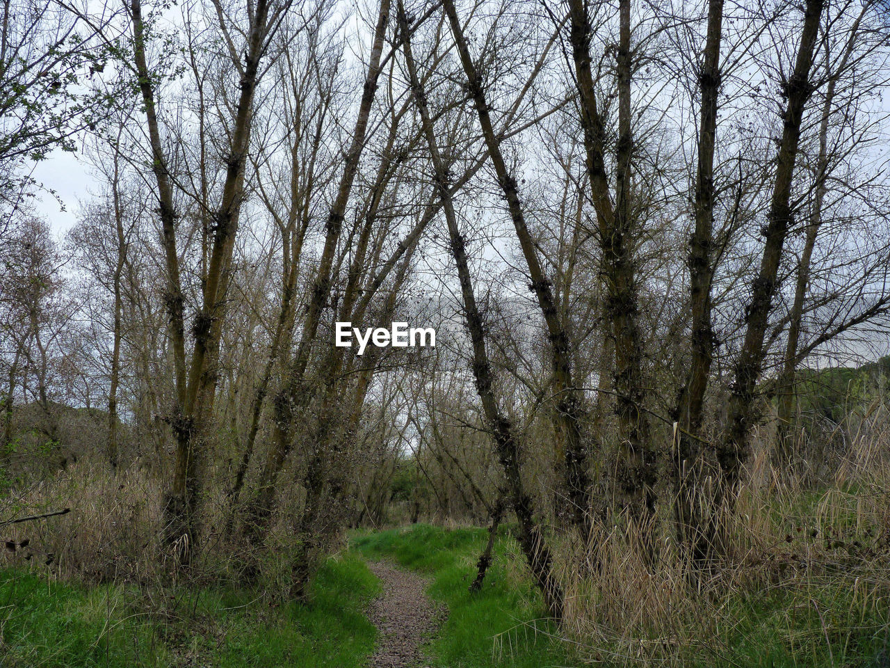 BARE TREES ON FIELD IN FOREST