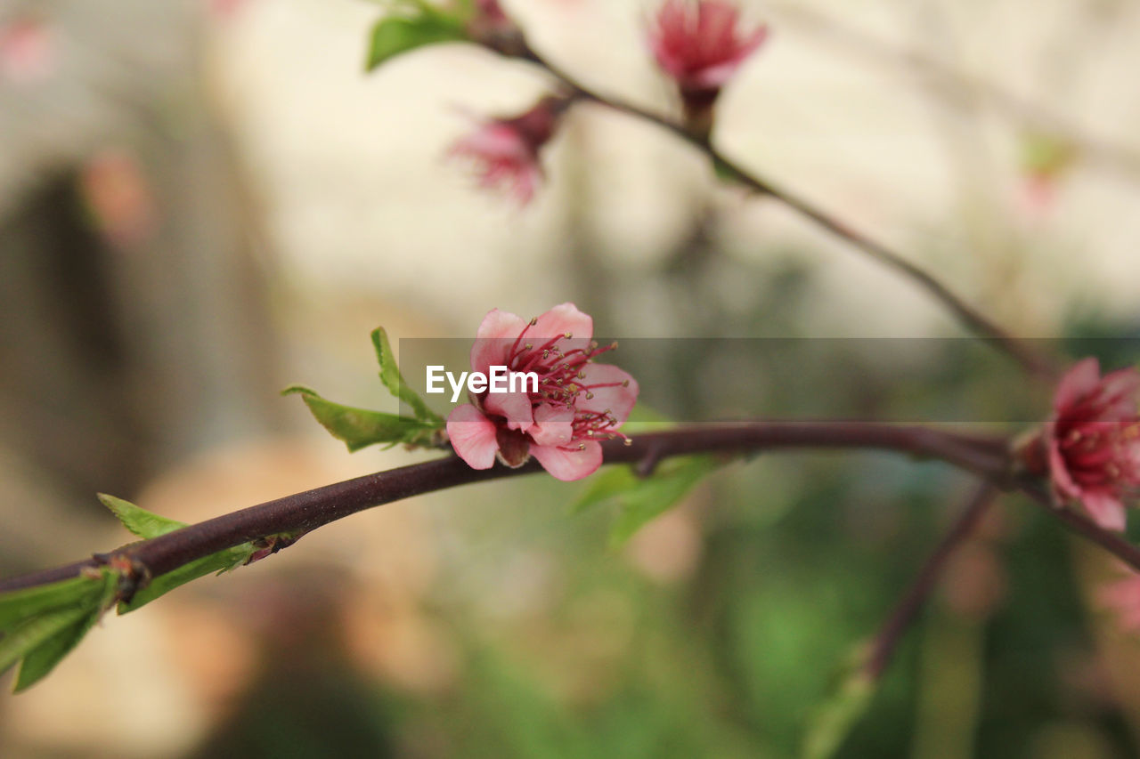 Close-up of pink cherry blossoms