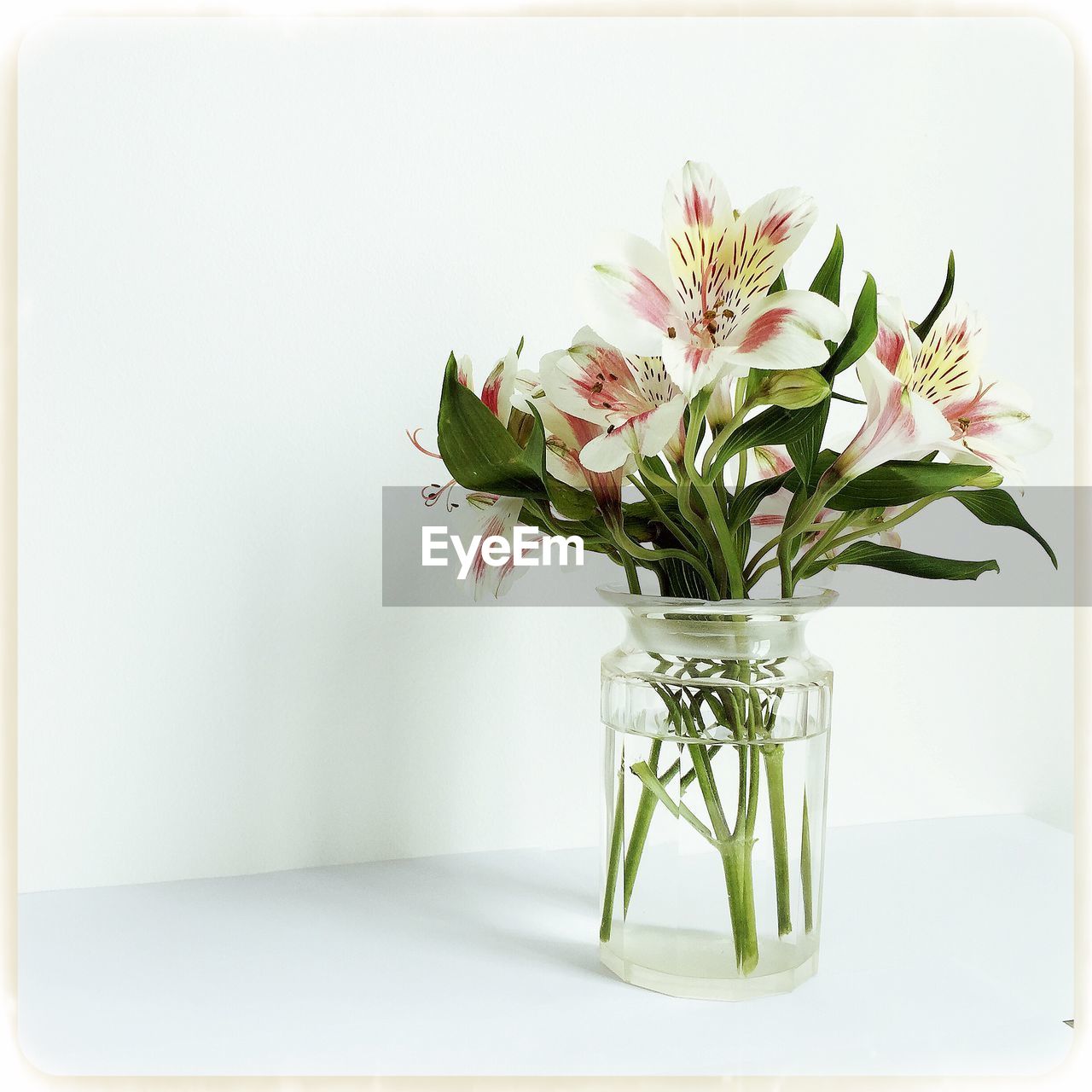 Close-up of flowers and plant in vase against white background